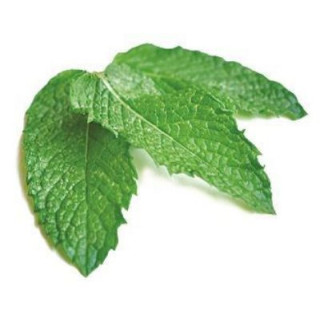 WOSK ZAPACHOWY MIĘTA